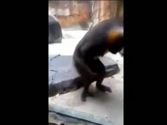 An entertaining zoophilia pornographic video of a lone monkey's intense masturbation was taken by a zoo assistant.